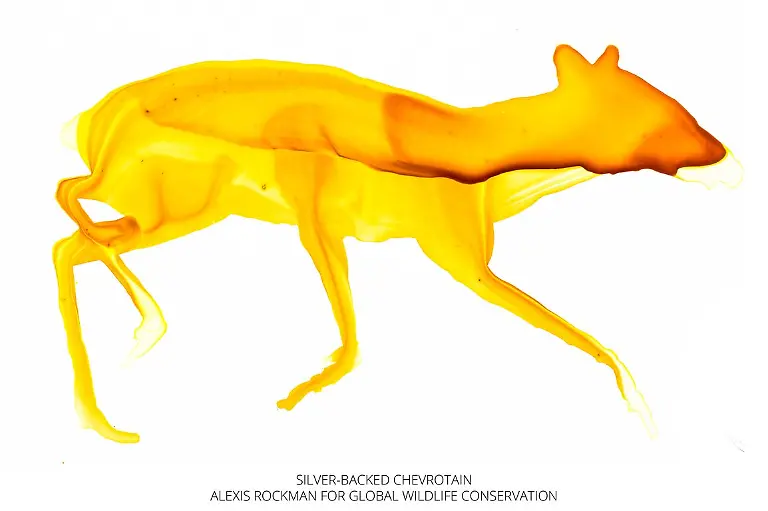 Homepage-Banner-globalwildlife-33923427