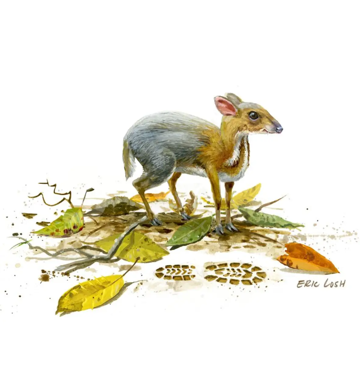 Homepage-Banner-5-Silver-Backed-Chevrotain-white