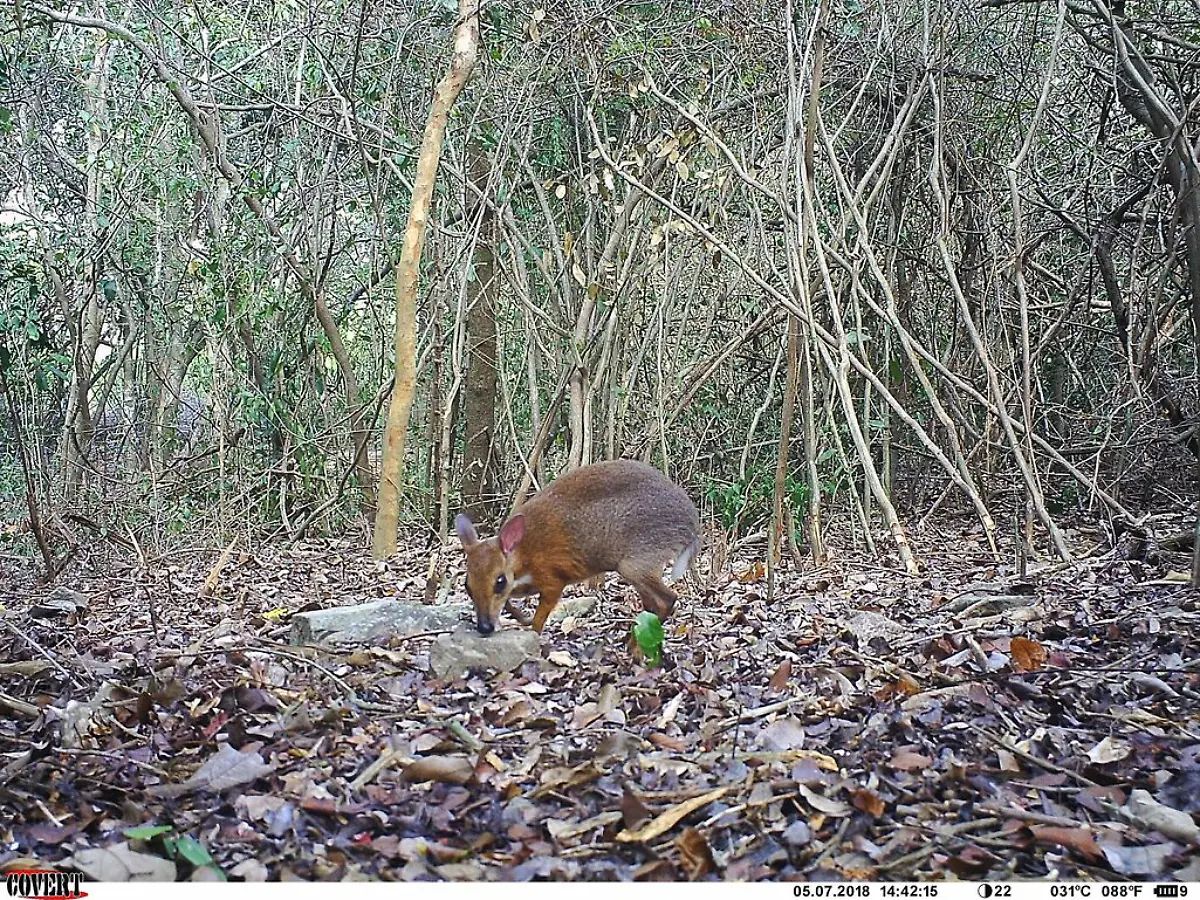 Homepage-Banner-ncs023-ct023-2018-05-07-14-42-18-5-Silver-backed-chevrotain