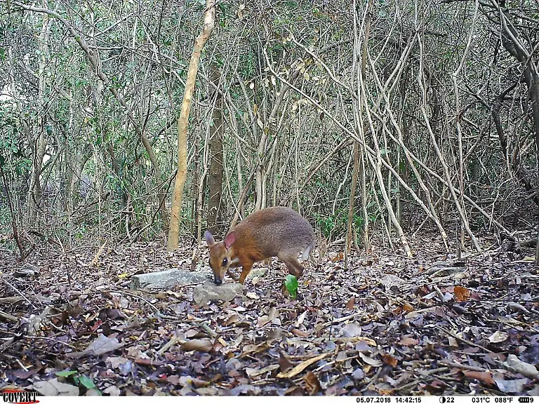 Homepage-Banner-ncs023-ct023-2018-05-07-14-42-18-5-Silver-backed-chevrotain