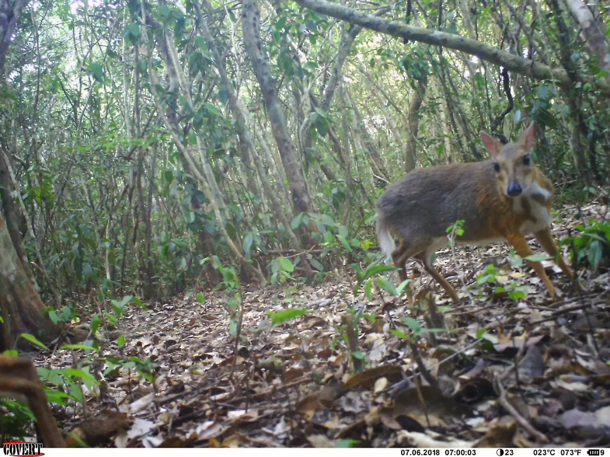 Homepage-Banner-ncs017-ct017-2018-07-06-07-00-10-3-Silver-backed-chevrotain