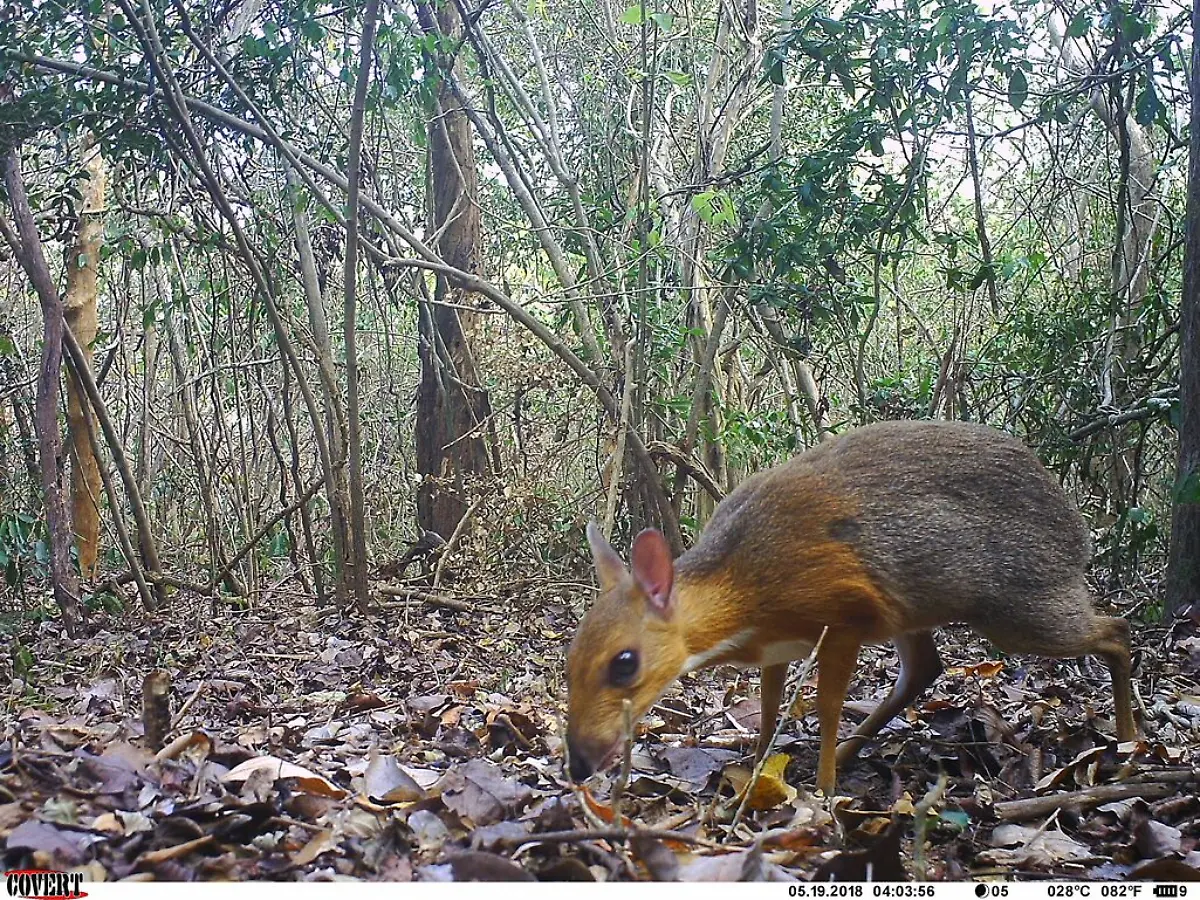 Homepage-Banner-ncs015-ct015-2018-05-19-16-03-59-5-Silver-backed-chevrotain