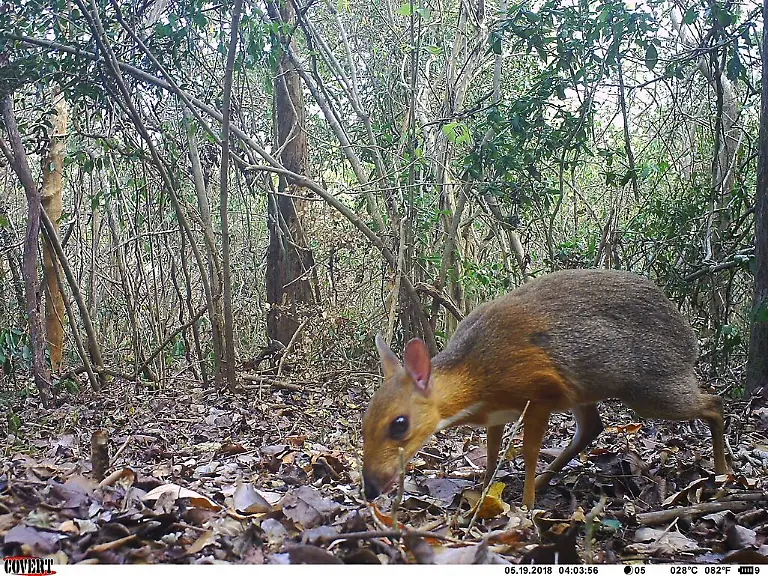 Homepage-Banner-ncs015-ct015-2018-05-19-16-03-59-5-Silver-backed-chevrotain