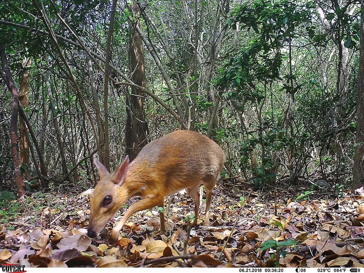Homepage-Banner-ncs015-ct015-2018-06-21-12-36-23-1-Silver-backed-chevrotain