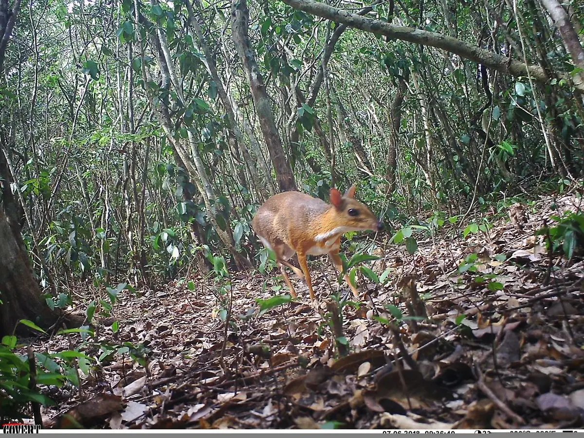 Homepage-Banner-ncs017-ct017-2018-07-06-09-36-50-1-Silver-backed-chevrotain