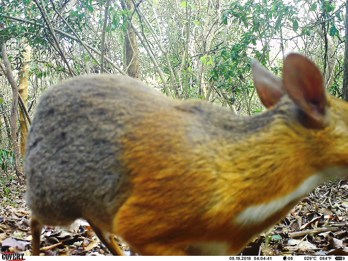 ncs015-ct015-2018-05-19-16-04-44-10-Silver-backed-chevrotain