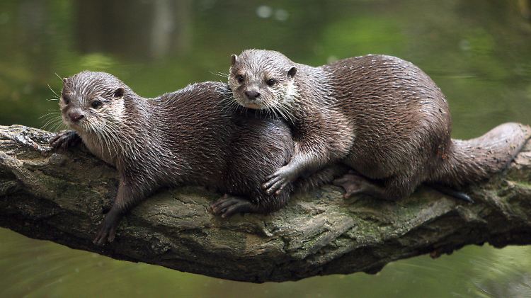 Vor 50 Jahren verschwanden sie aus dem Münsterland, jetzt sind die Fischotter zurück.