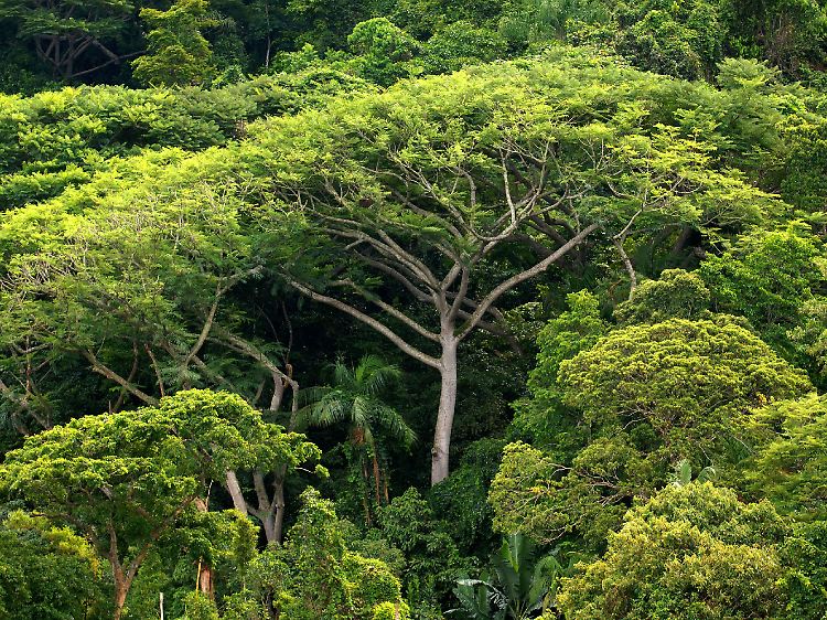 Vor allem die tropischen Wälder werden dringend gebraucht, wenn der Klimawandel in den nächsten Jahrzehnten noch aufgehalten werden soll.