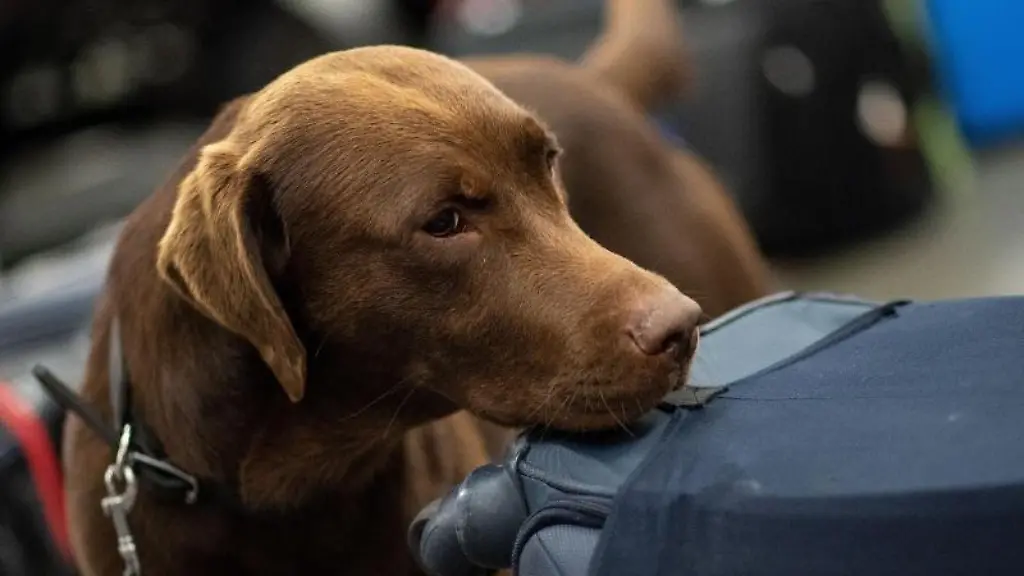 Ein-Drogenspuerhund-schnueffelt-waehrend-einer-Gepaeckkontrolle-des-Zolls-am-Flughafen