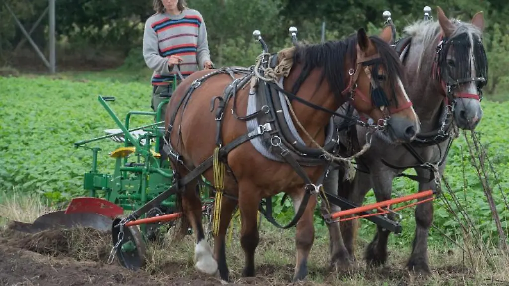 Beate-Rzanny-Goetz-Baeuerin-haelt-auf-einem-Pflug-die-Zuegel-der-Pferde-Hanni-und-Froni-in-der-Hand