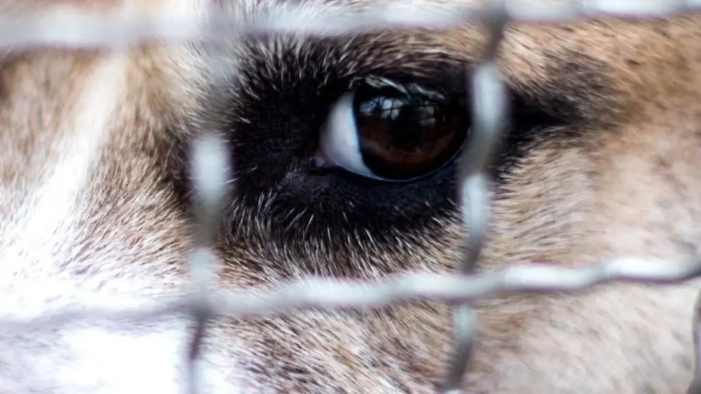 Der-Staffordshire-Terrier-Mischlings-Chico-hinter-den-Gitterstaeben-in-einem-Gehege-im-Tierheim