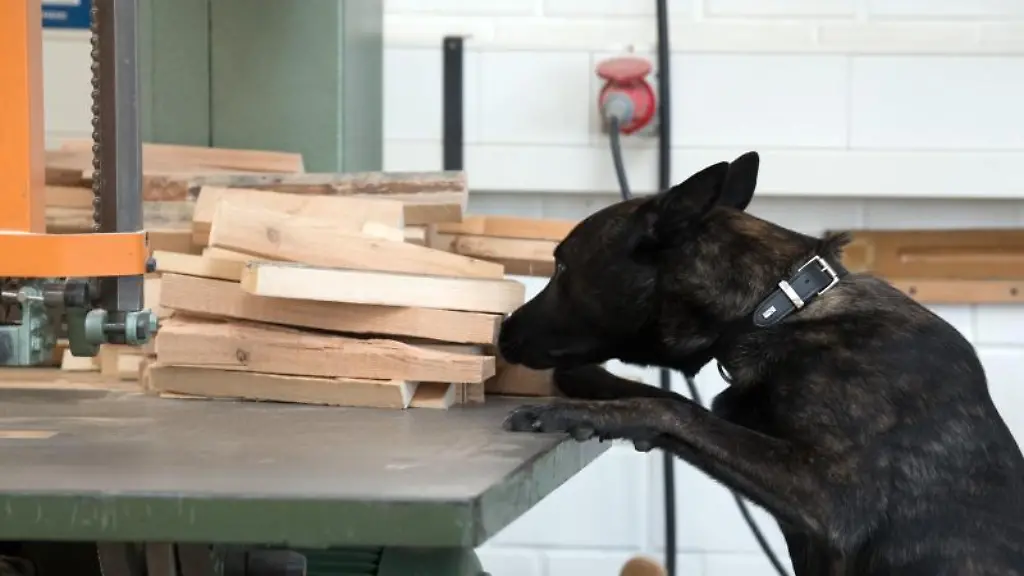 Ein-Drogenspuerhund-sucht-in-einer-Gefaengniszelle-nach-Drogen