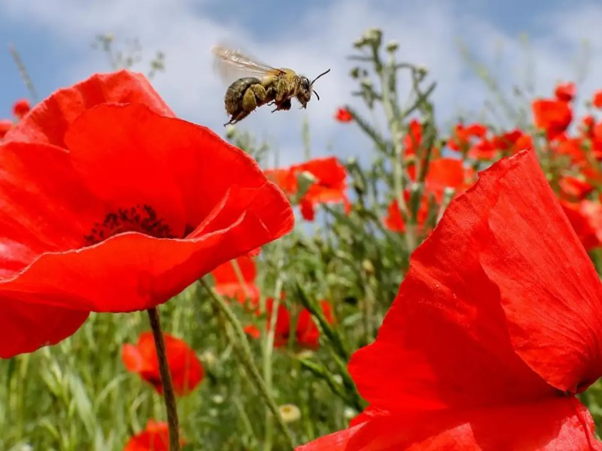 Eine-Biene-auf-einer-Wiese-mit-bluehendem-Klatschmohn