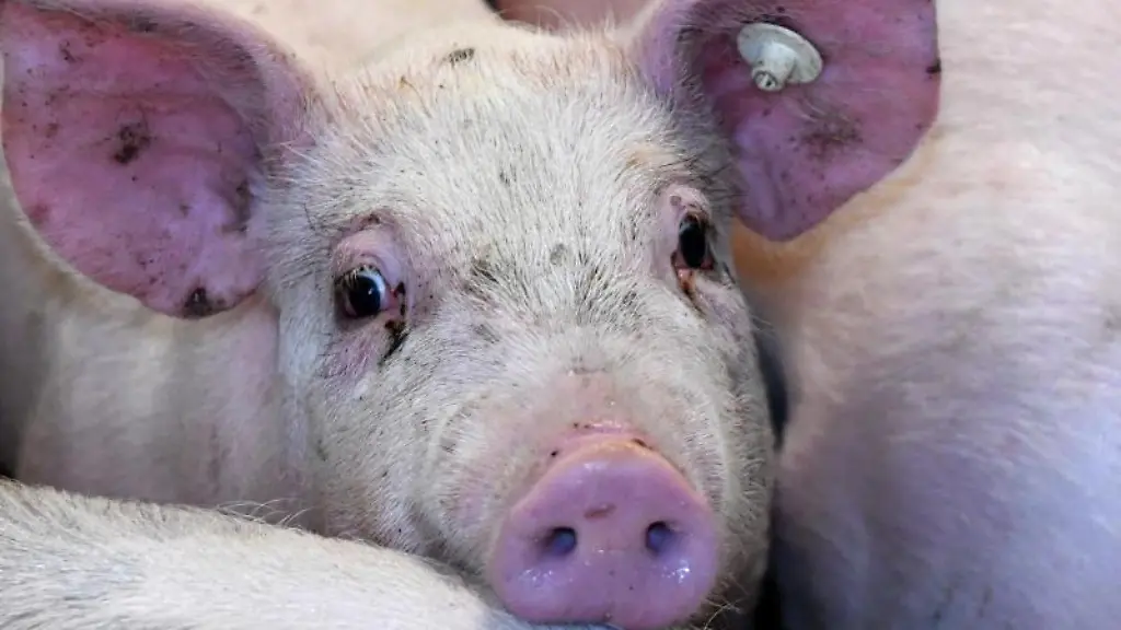 Schweine-stehen-in-einem-Stall