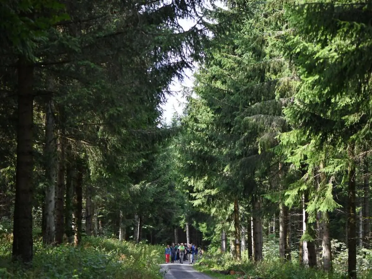 Eine-Gruppe-wandert-durch-einen-Wald-im-UNESCO-Biosphaerenreservat-Rhoen
