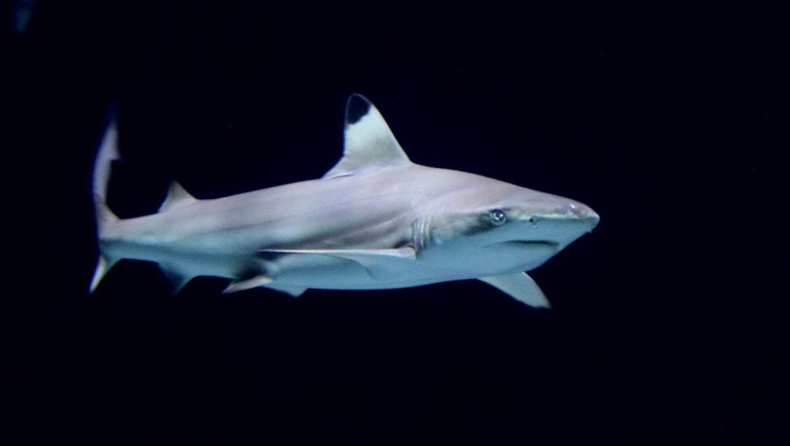 Ein Schwarzspitzen-Riffhai im Meeresaquarium des Warschauer Zoos.