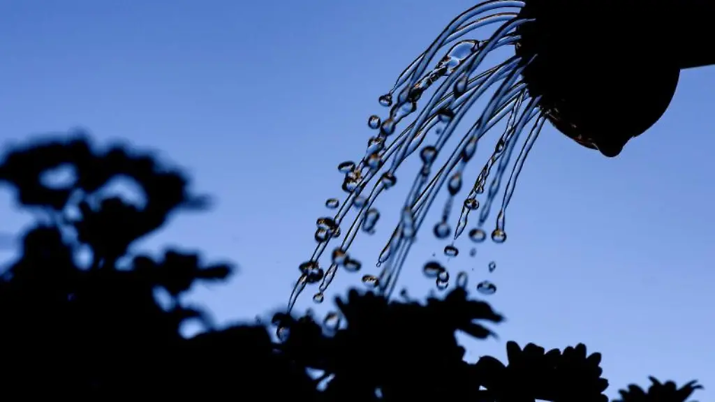 Eine-Frau-giesst-auf-einem-Balkon-Margeriten-in-einem-Blumenkasten