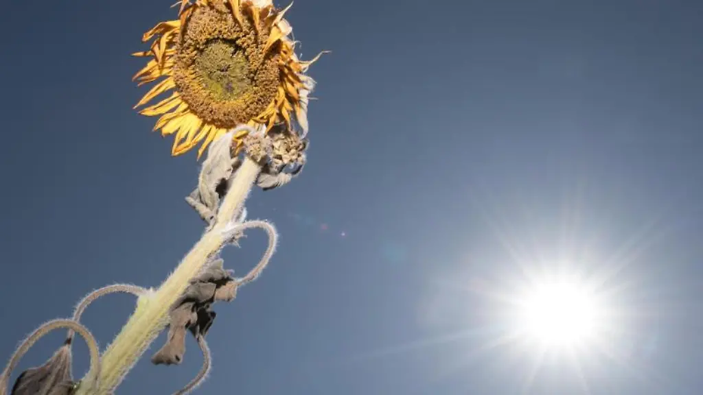 Eine-vertrocknete-Sonnenblume-steht-auf-einem-Feld