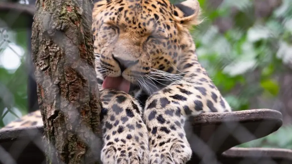 Ein-Leopard-liegt-in-seinem-Gehege