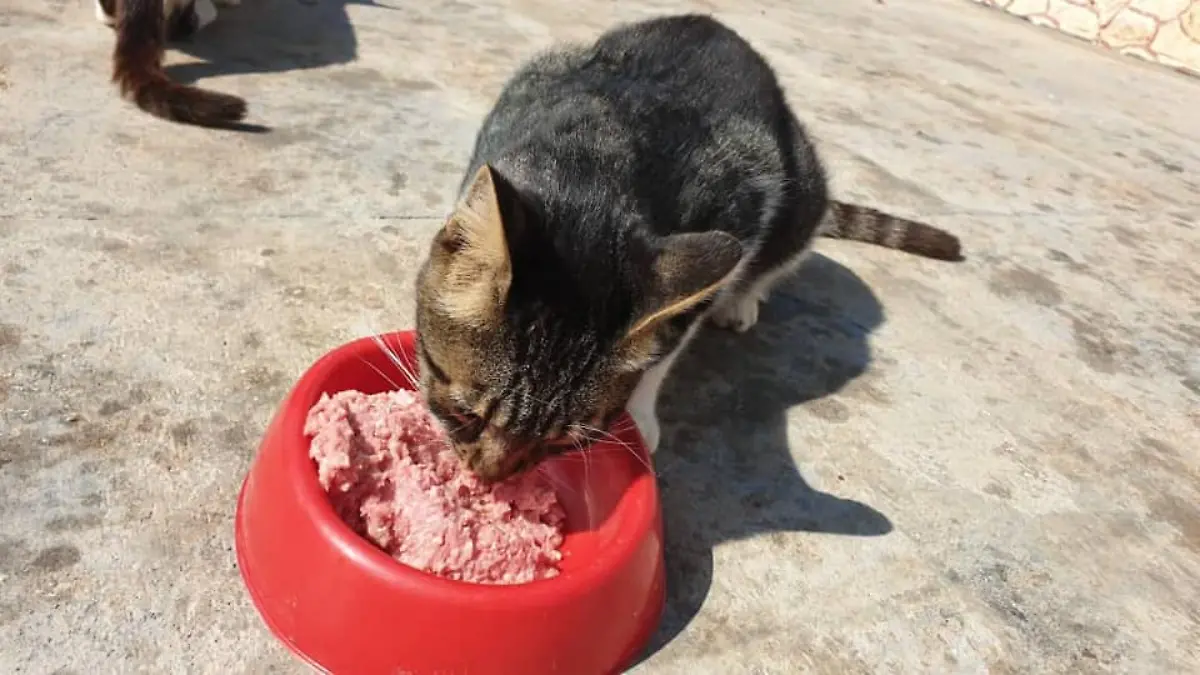 67513432-2516145488447685-5665592476568649728-n