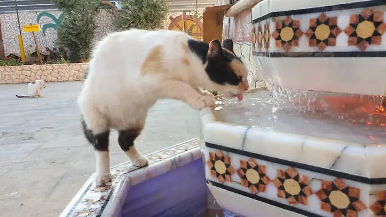 68496757-2516009801794587-5654143704370249728-n