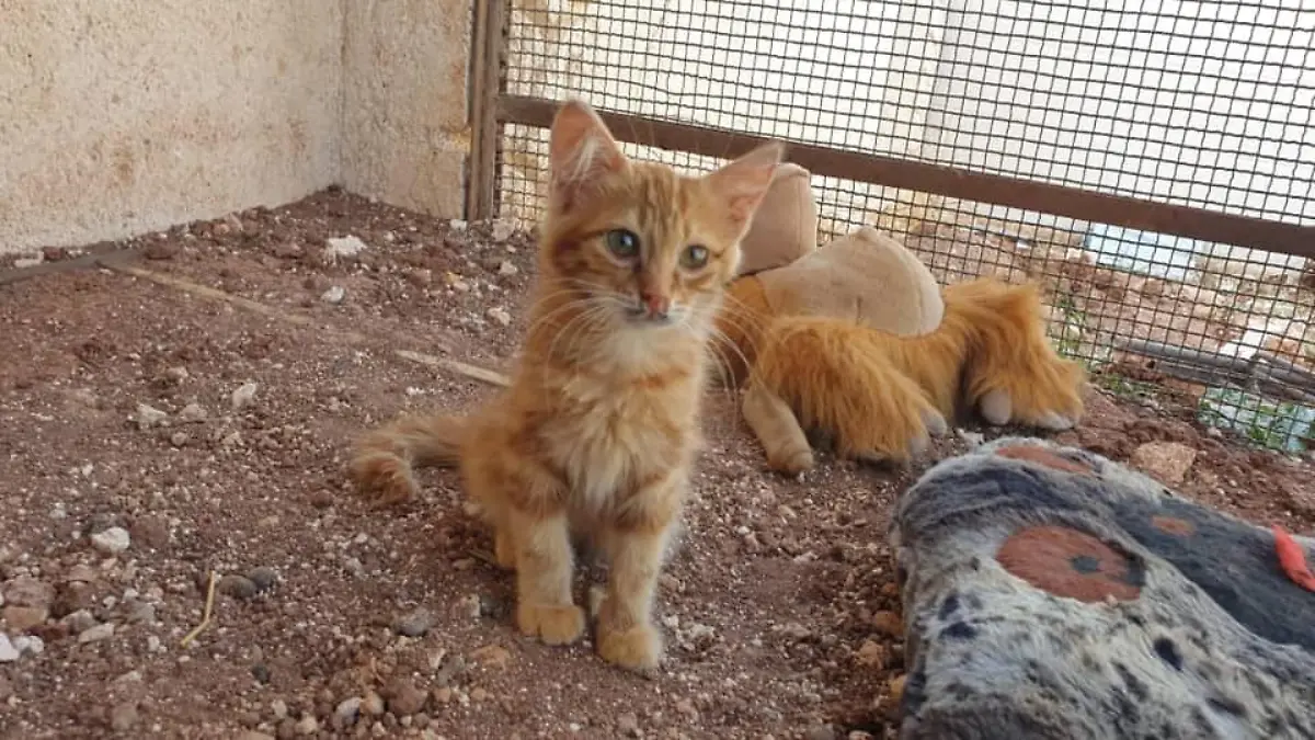 67937881-2516010255127875-1911518063153381376-n