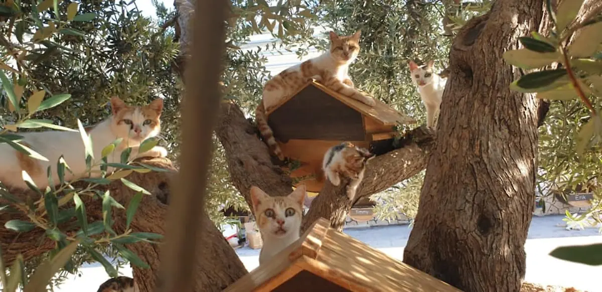 67945482-2521132407948993-429933003787993088-n