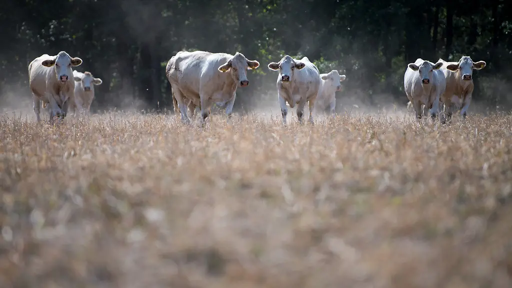 49873cda110ceeffe2fc18023c1d0974