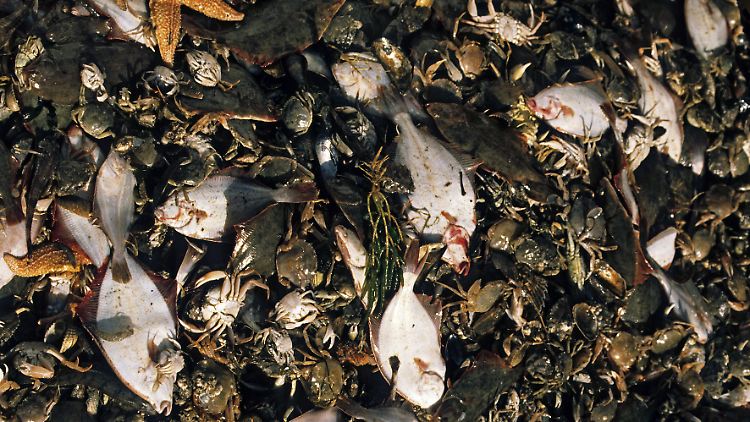 "Beifang" auf einem Nordsee-Krabbenkutter: Schollen, Krebse, Seesterne und andere Meerestiere.