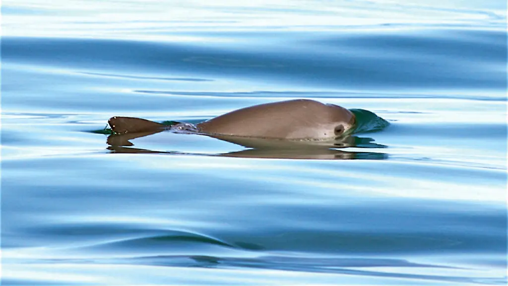 Vaquita