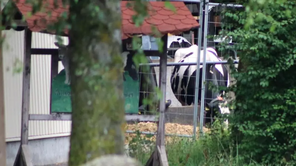 Eine-Kuh-ist-auf-einem-Bauernhof-zu-sehen