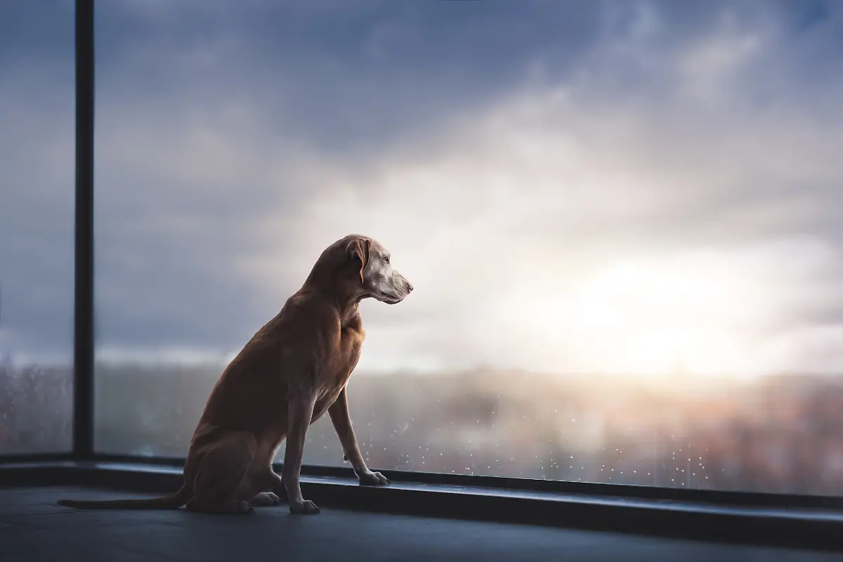 Judges-Mention-Oldies-Monica-van-der-Maden