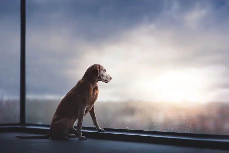 Judges-Mention-Oldies-Monica-van-der-Maden