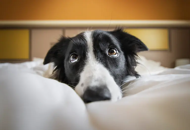 2nd-I-Love-Dogs-Because-Luca-Gombos