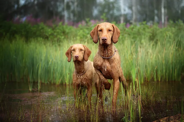 3rd-Dogs-at-Work-Nadezhda-Ivanova