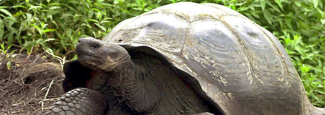 Eine Riesenschildkröte bei Puerto Ayora auf den Galapagos-Inseln, etwa 1000 Kilometer vor der Küste Ecuadors.