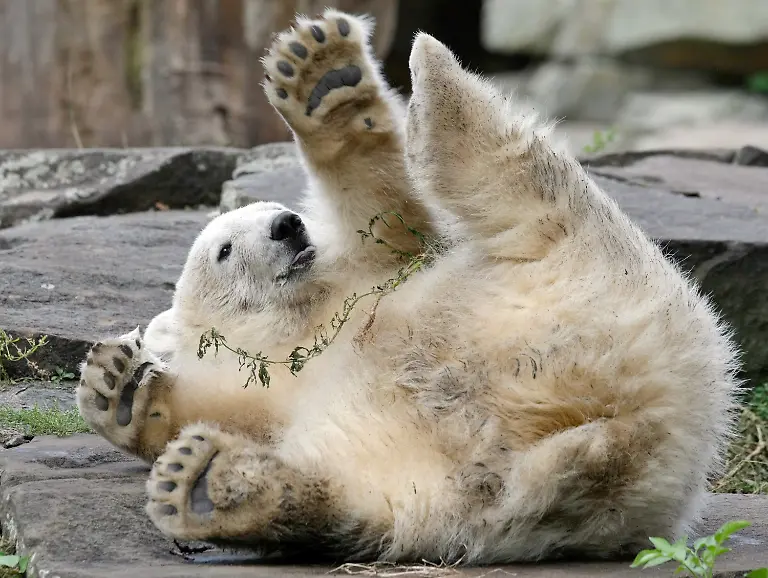 9244166f882ff585805db64615c784ad