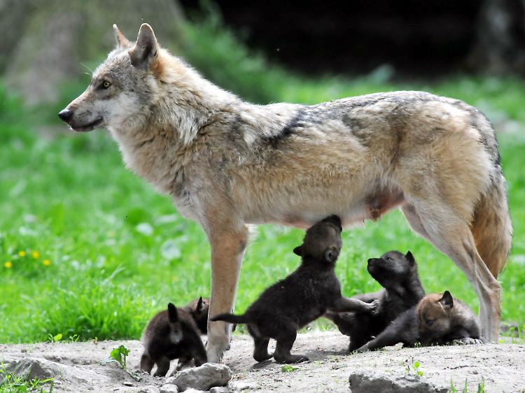 Wölfin mit vier Jungen im Tierpark Sababurg (Kreis Kassel).