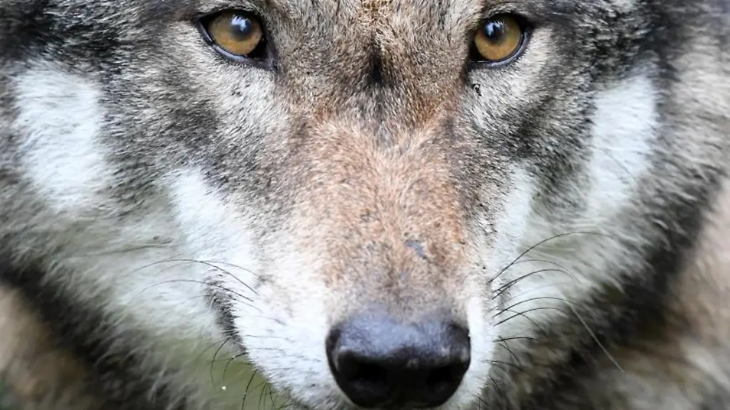 Das-Gesicht-eines-Wolfs-ist-zu-sehen