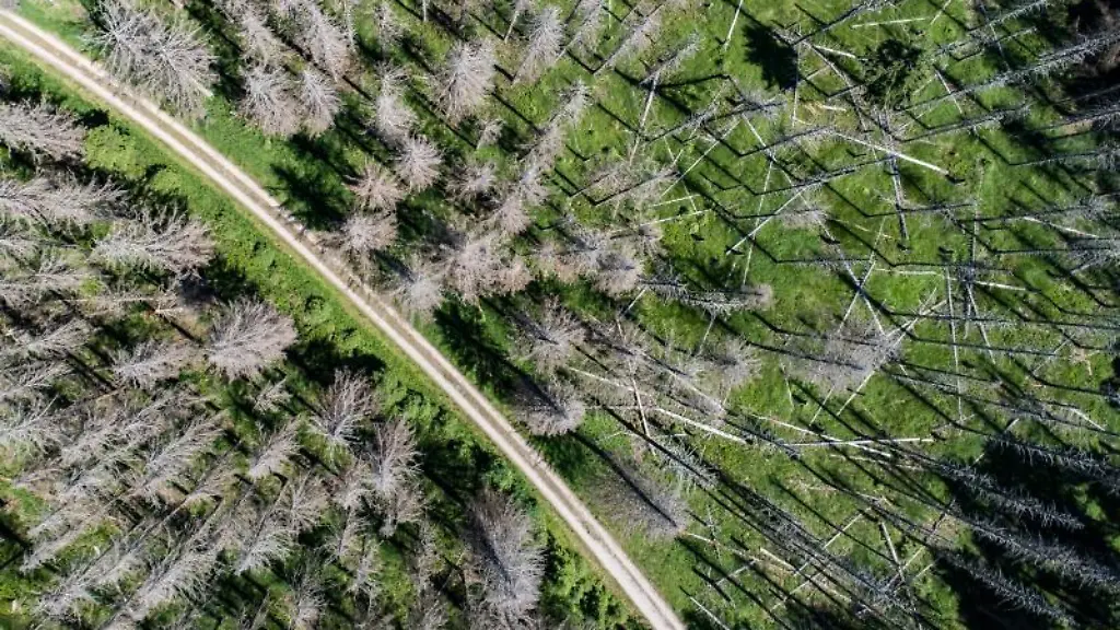 Zahlreiche-vom-Fichtenborkenkaefer-befallene-Fichten