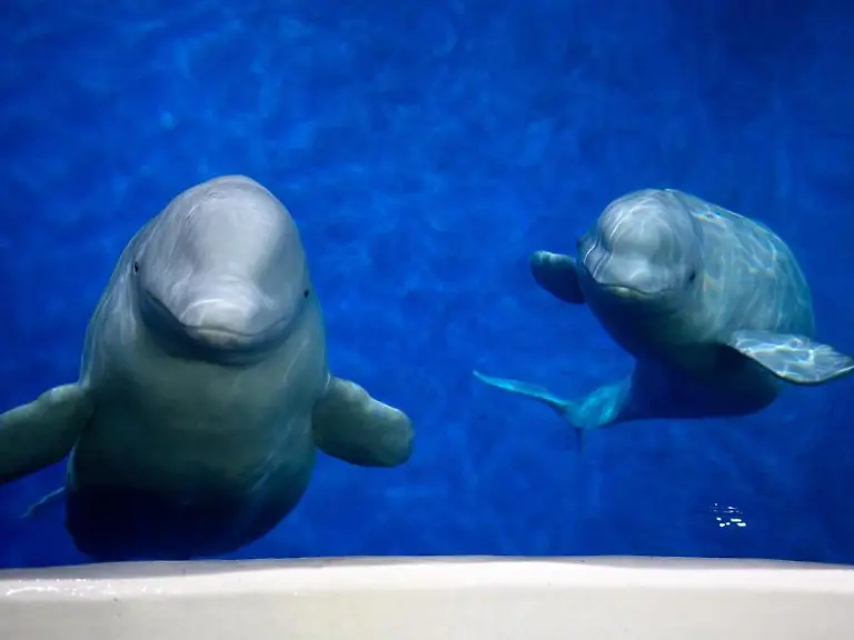 Die-beiden-Beluga-Wale-Little-White-und-Little-Grey