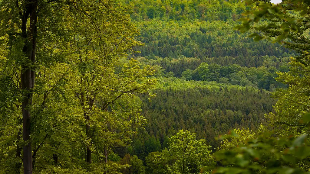 gasp-130530-nie-0249