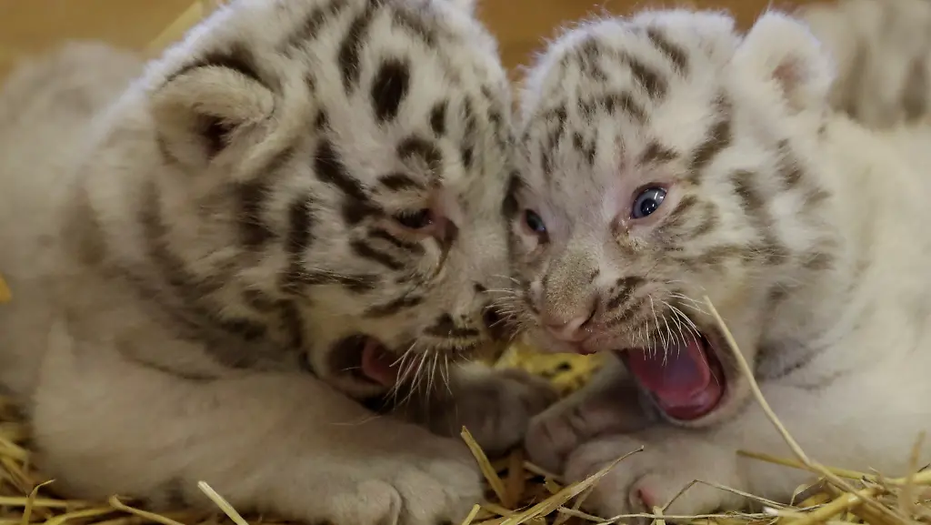 eef468692e42f9c2b0b1782b4db6300d