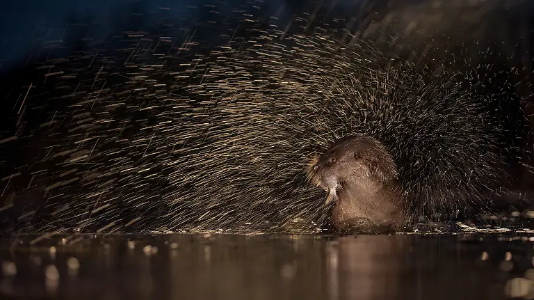 HU-DE-Animals-716057