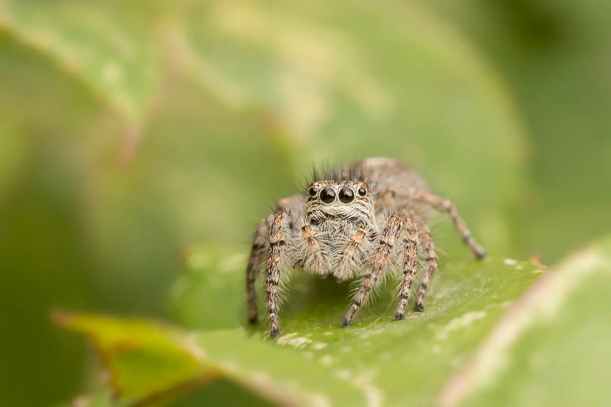 CH-IT-Animals-722208