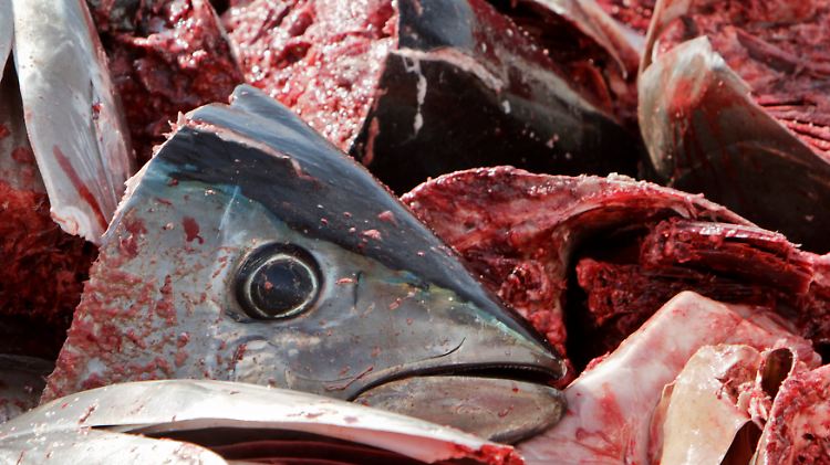 Fragend blickt der Kopf eines Blauflossen-Thunfisch in die Kamera: Er wurde vor Almeria an der spanischen Mittelmeerküste gefangen.