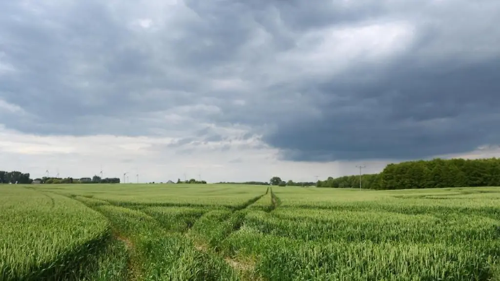 Ein-Weizenfeld-mit-Traktorspuren-ist-in-einer-laendlichen-Region-Mecklenburg-Vorpommerns-zu-sehen