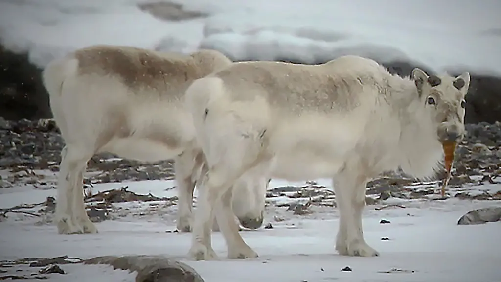 94a430f4bd3b1ef9d0e8e53fc88a87da