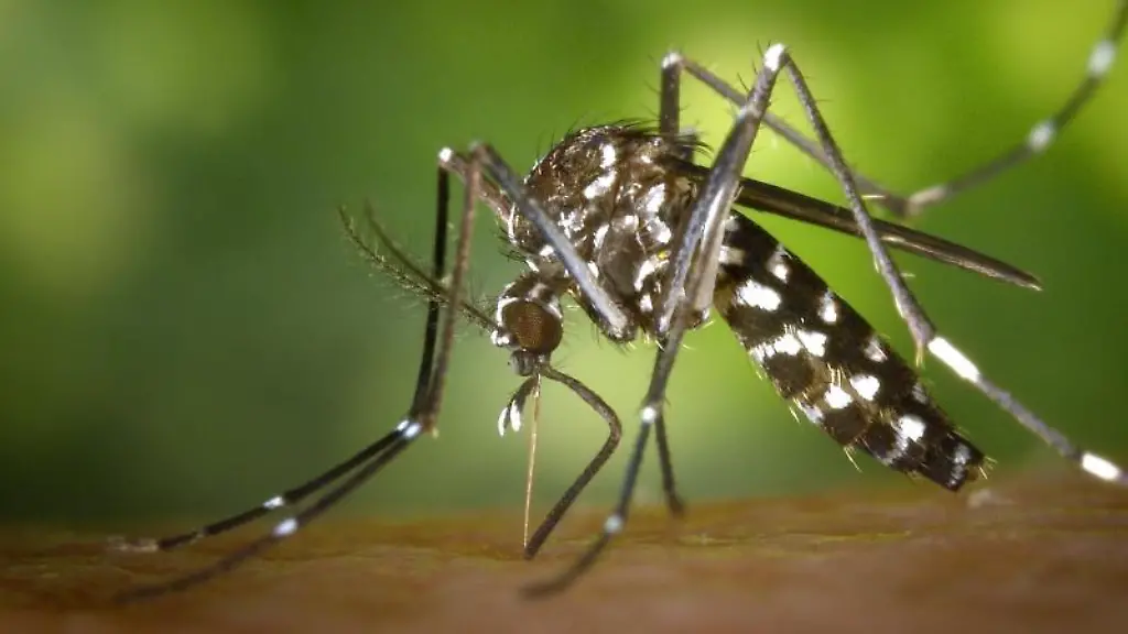 Eine-weibliche-Asiatische-Tigermuecke-Aedes-albopicts