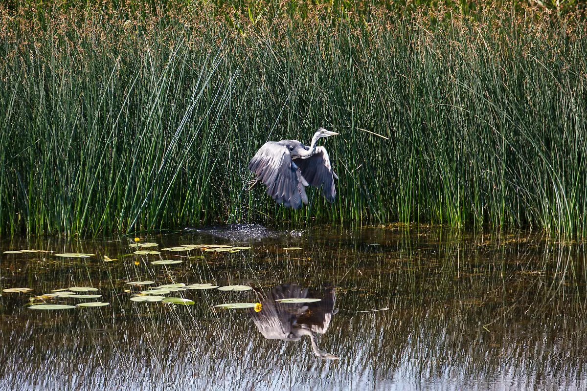 Bild-41-von-50-2018-07-04-004
